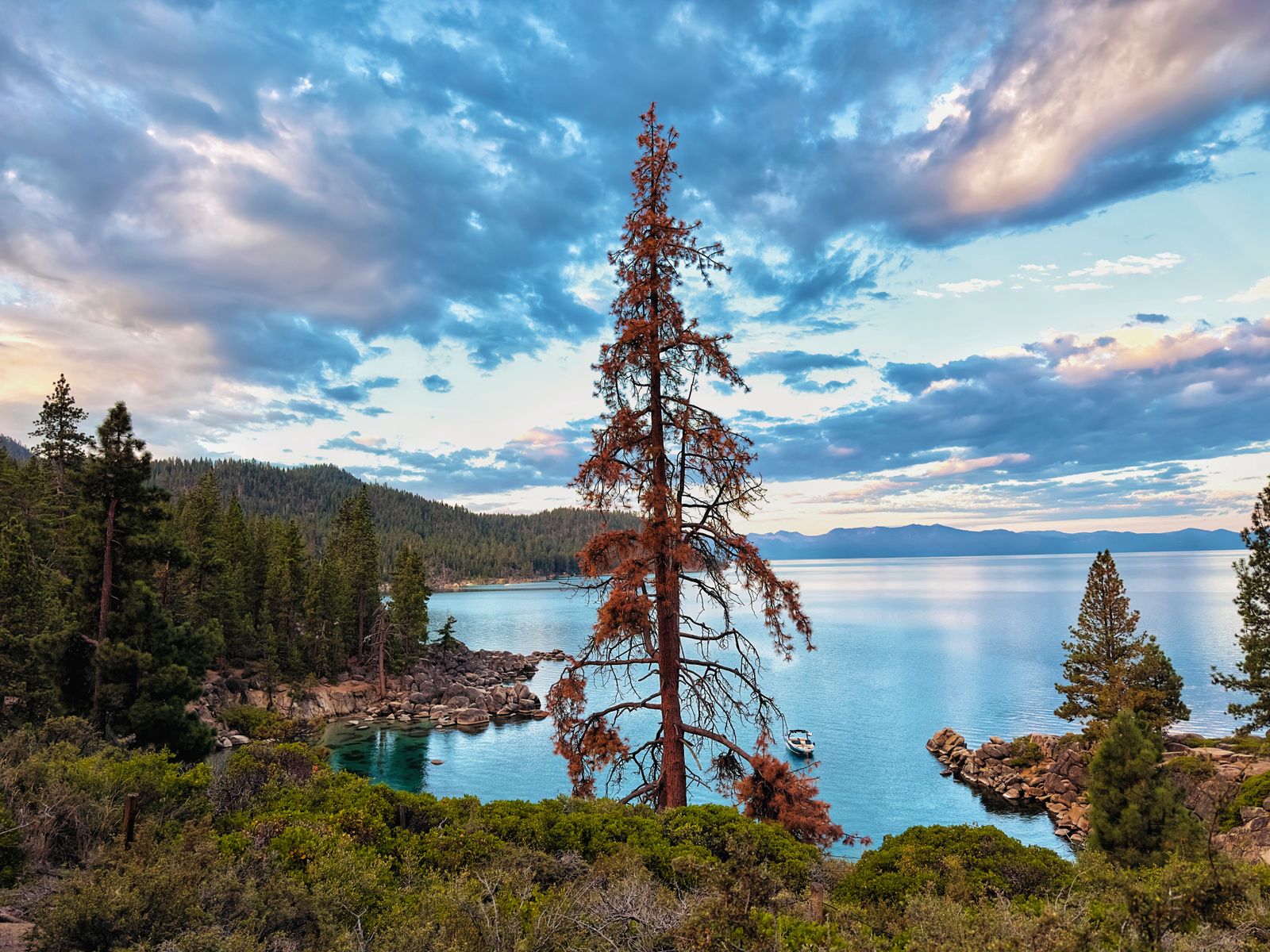 Market imagery: Stock photograph of a clear lake shoreline among tall pines